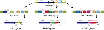 Identification of key genes and pathways revealing the central regulatory mechanism of brain-derived glucagon-like peptide-1 on obesity using bioinformatics analysis